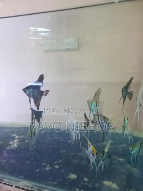Angel Fish