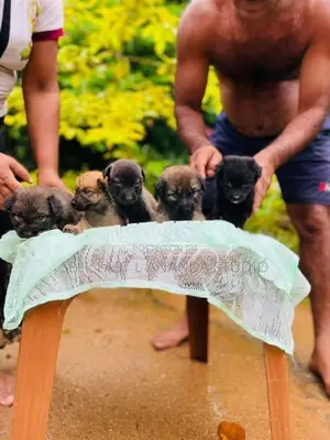 German shepherd crossed Puppy | Dog