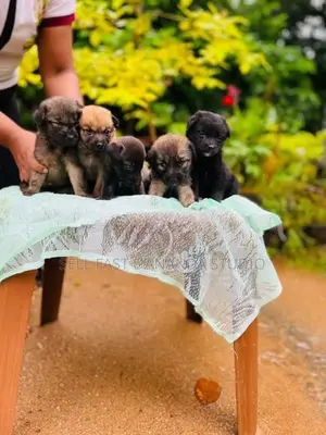 German shepherd crossed Puppy | Dog