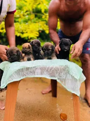 German shepherd crossed Puppy | Dog