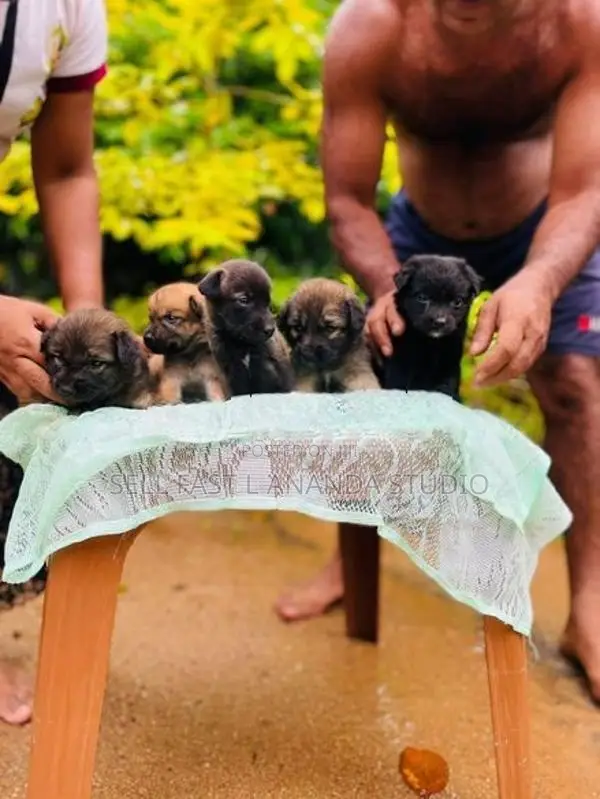 German shepherd crossed Puppy | Dog