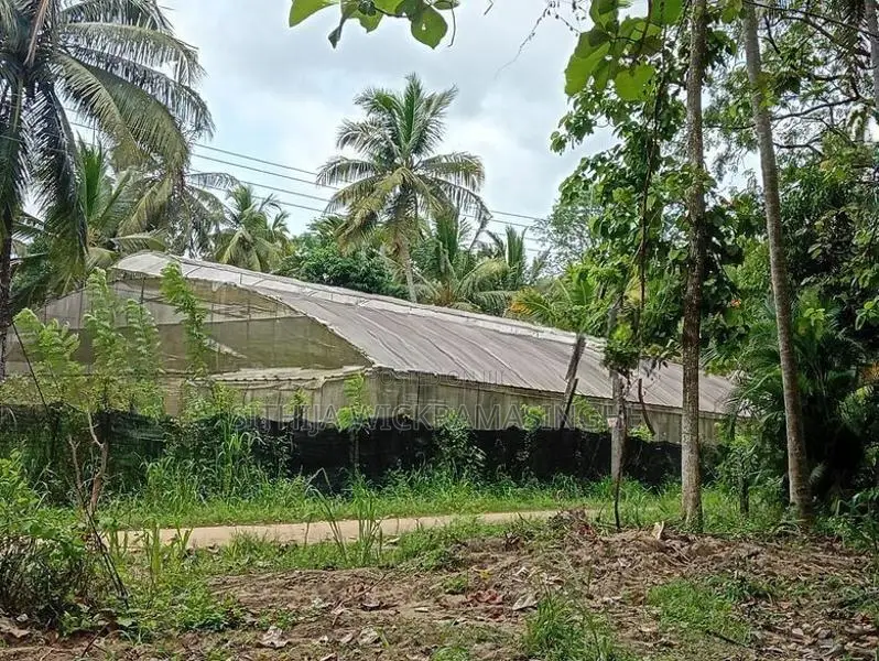 Green House