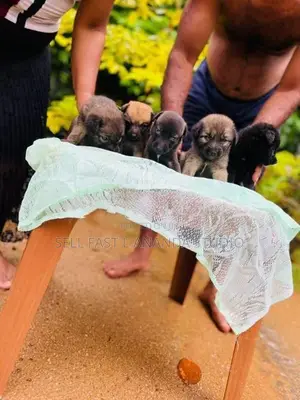 German shepherd crossed Puppy | Dog