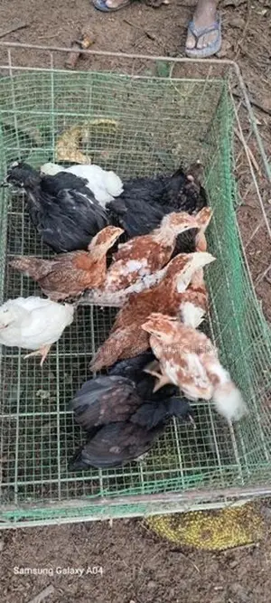 ගම් කිකිලි පැටවු