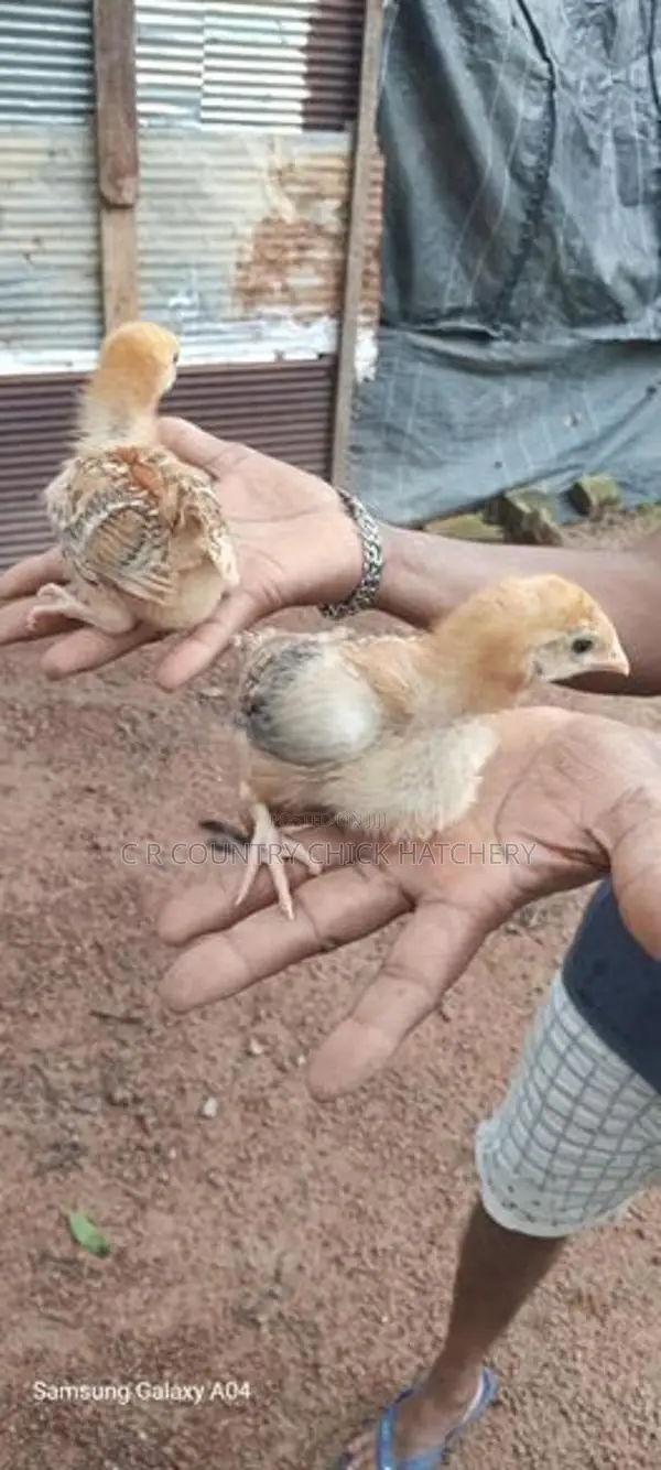 ගම් කිකිලි පැටවු