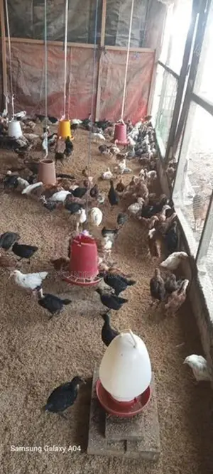 ගම් කිකිලි පැටවු