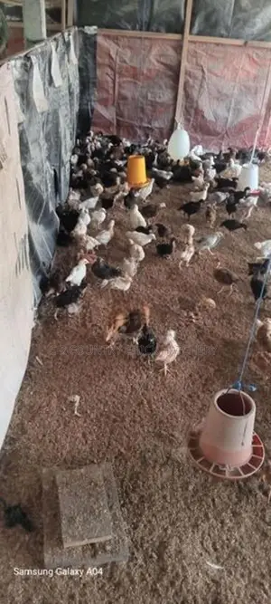 ගම් කිකිලි පැටවු