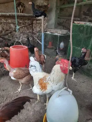 Village Hens