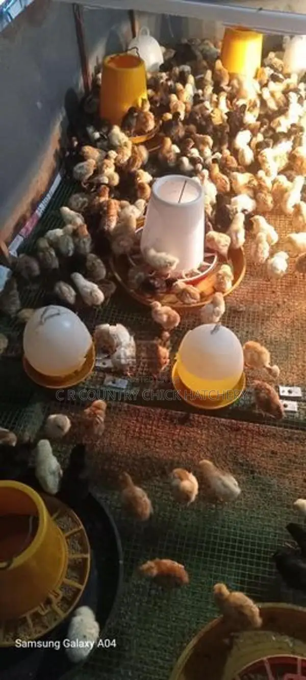 ගම් කිකිලි පැටවු