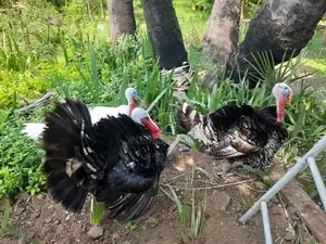 Village Hens