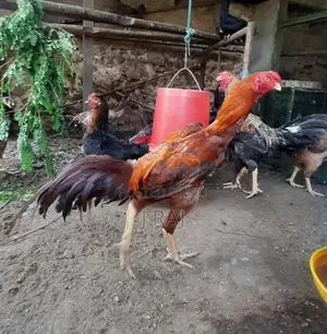 Village Hens