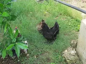 Village Hens