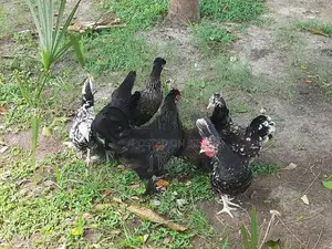 Village Hens