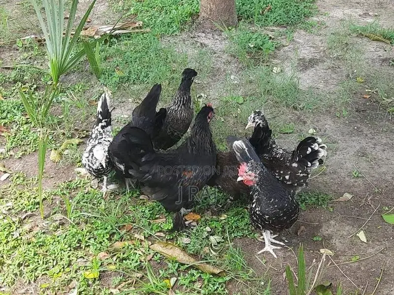 Village Hens