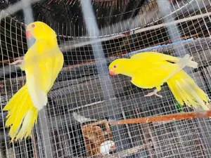 Ringneck Birds