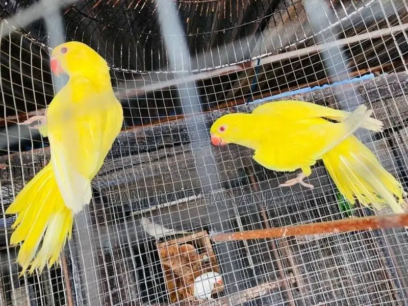 Ringneck Birds