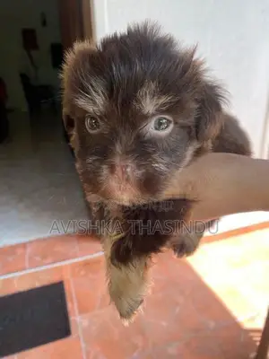 Terrier Puppy