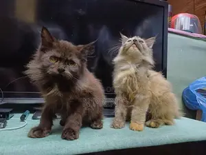 Persian Cat