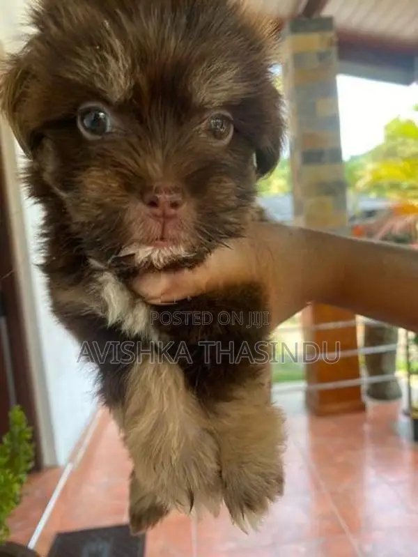Terrier Puppy