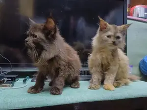 Persian Cat