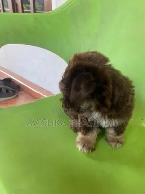 Terrier Puppy