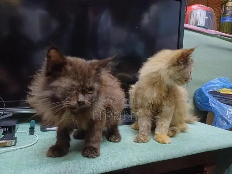 Persian Cat