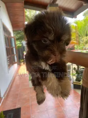 Terrier Puppy