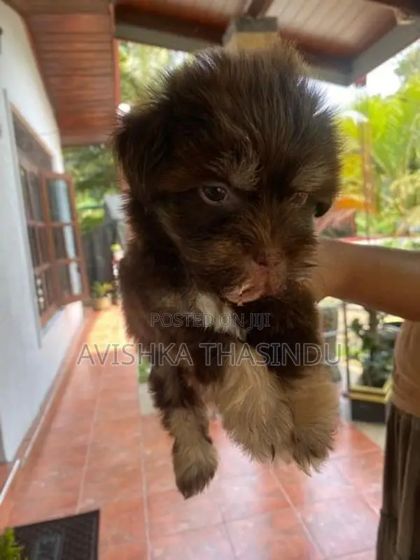Terrier Puppy