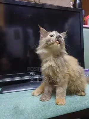 Persian Cat