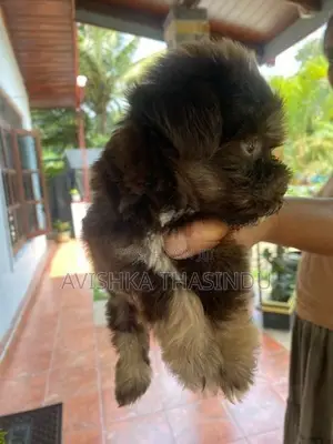 Terrier Puppy
