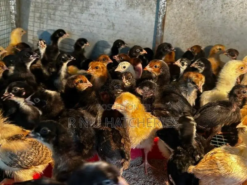 Two Weeks Old Chicks