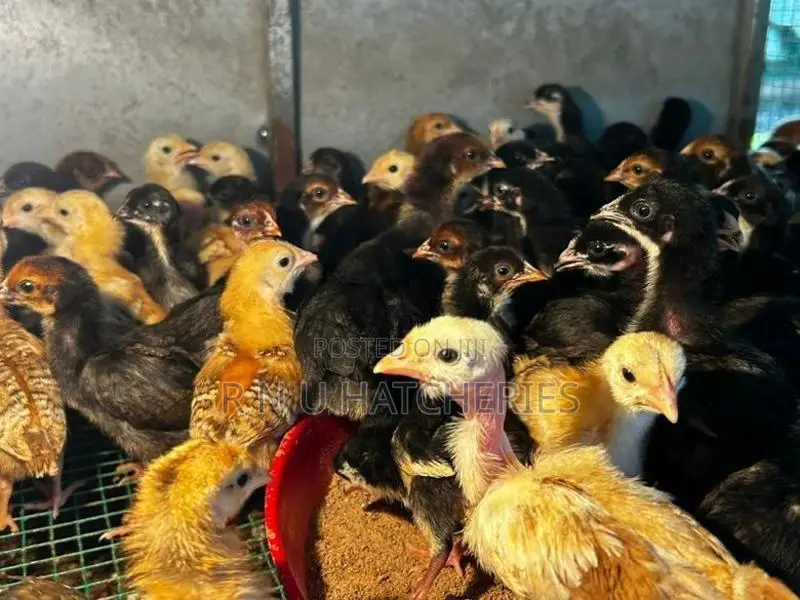 Two Weeks Old Chicks