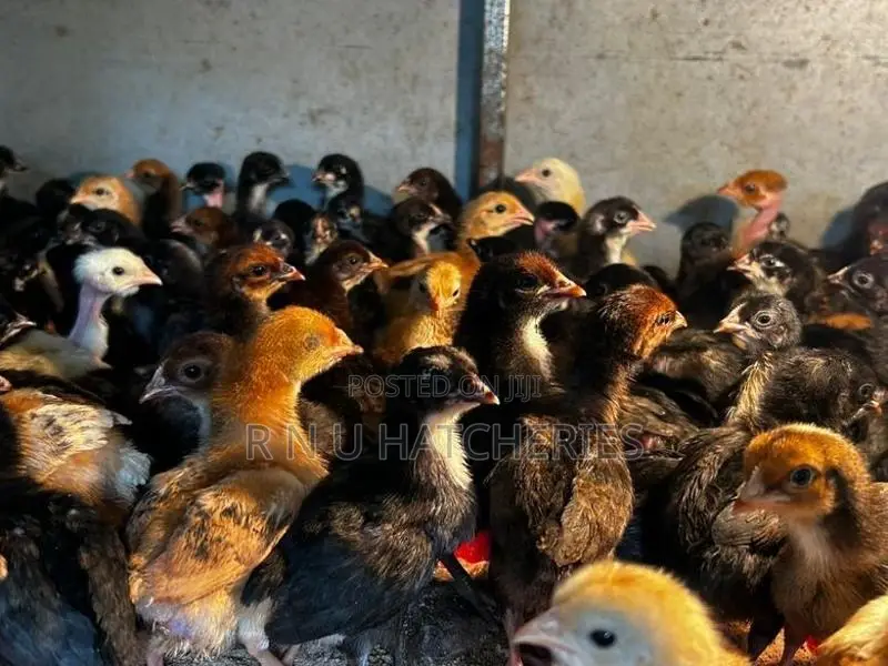 Two Weeks Old Chicks