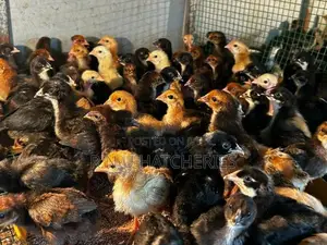 Two Weeks Old Chicks