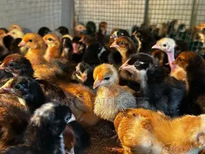Two Weeks Old Chicks