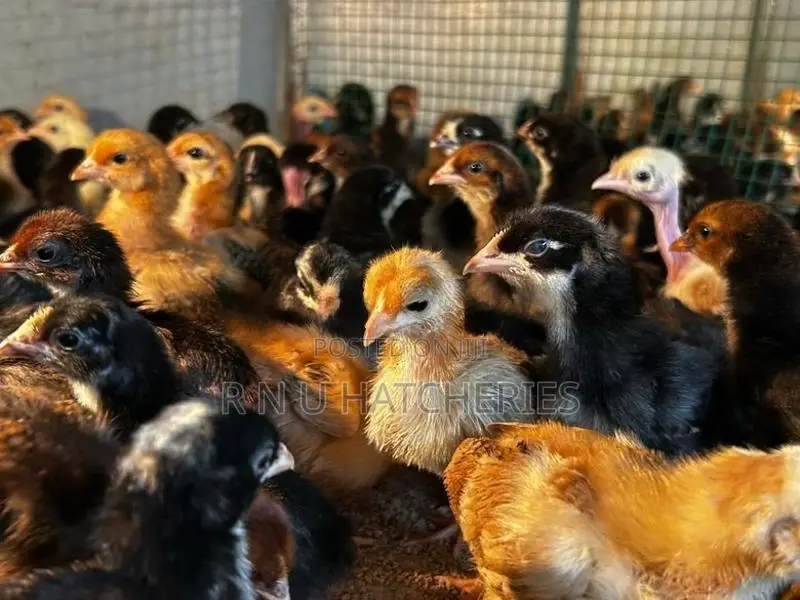 Two Weeks Old Chicks