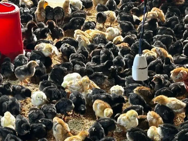 One Week Old Chicks