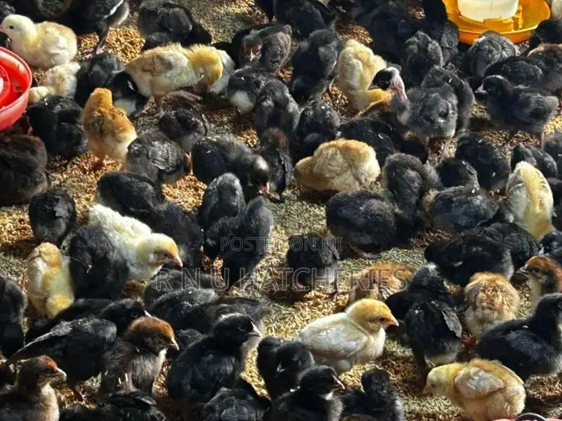 One Week Old Chicks