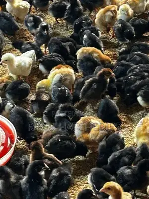 One Week Old Chicks