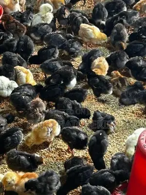 One Week Old Chicks