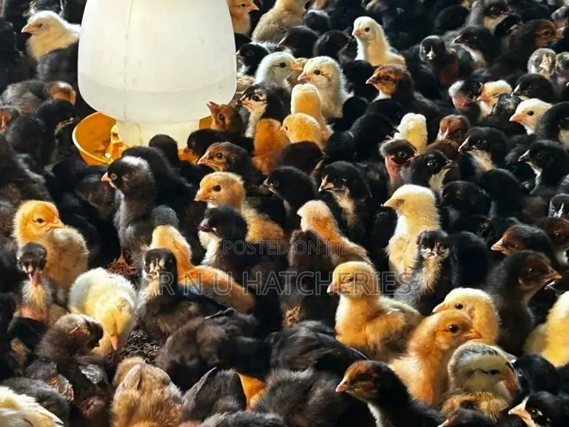 One Week Old Chicks
