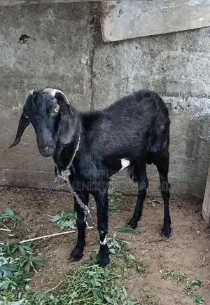 Farm Goat