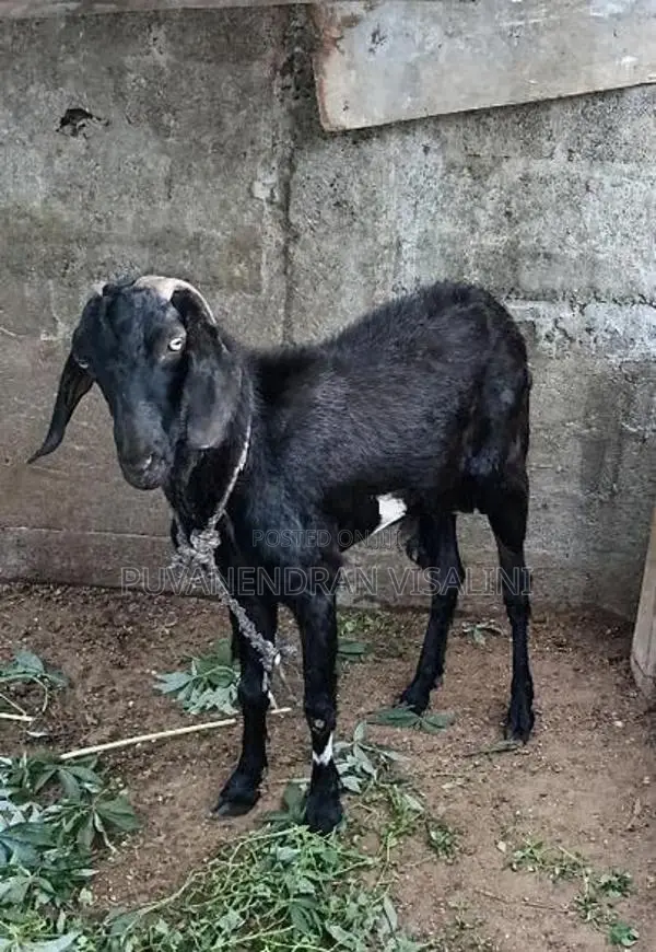 Farm Goat