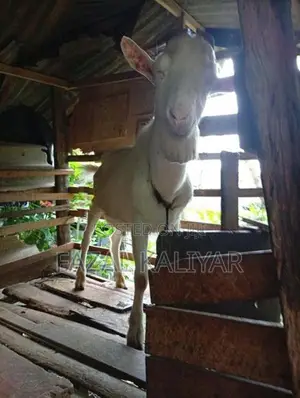 Sahanan Goat