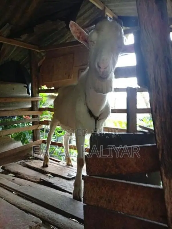 Sahanan Goat