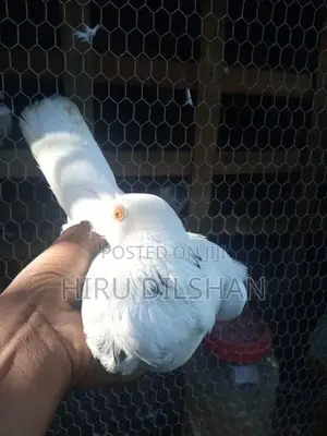 Pigeon