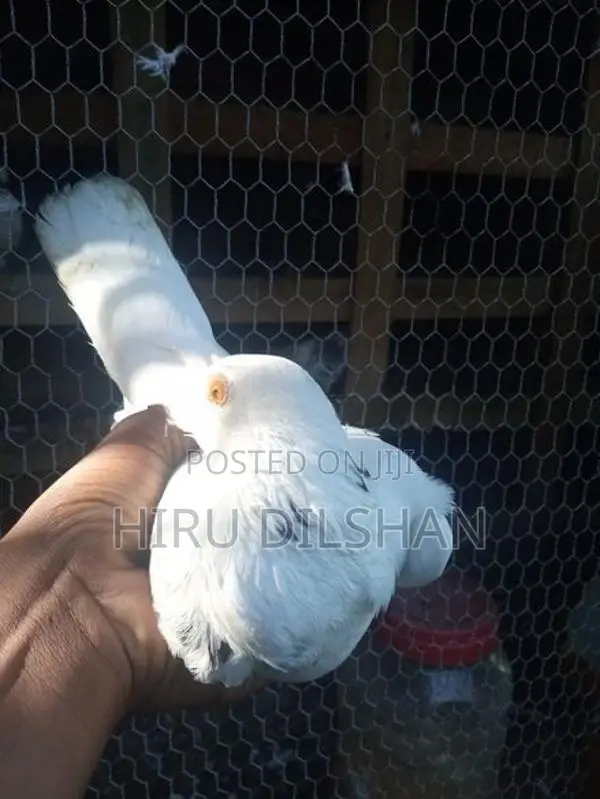 Pigeon