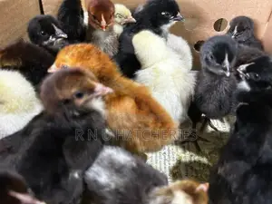 Day Old Chicks