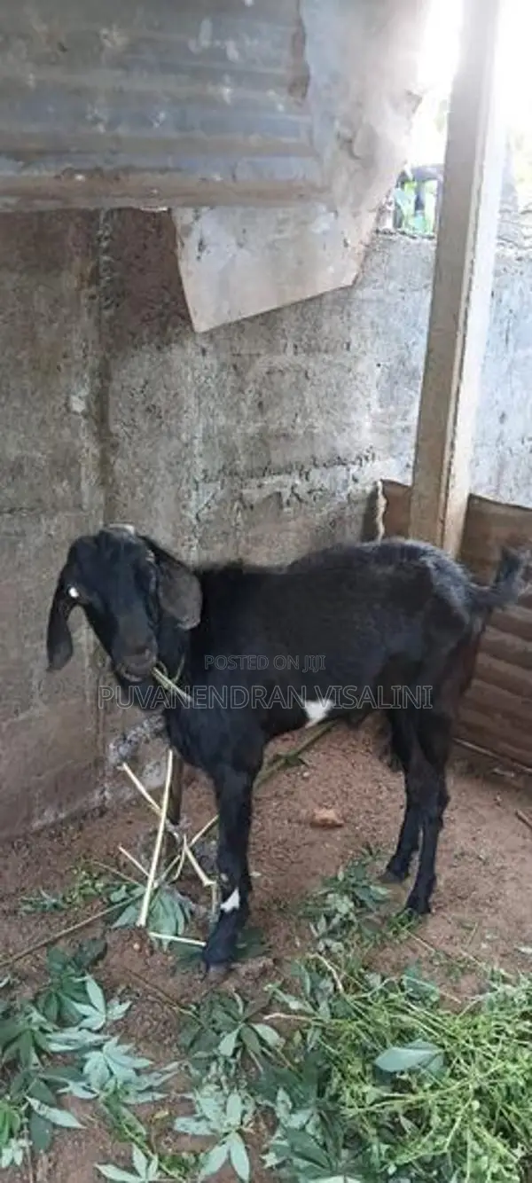 Farm Goat