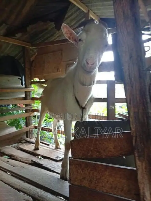 Sahanan Goat